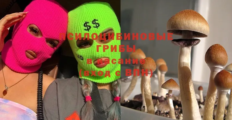 Псилоцибиновые грибы Cubensis  Старица 